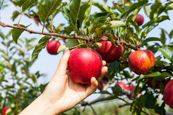 fruit tree pruining