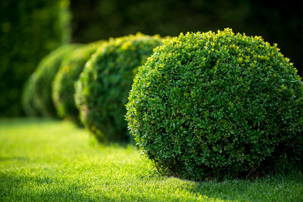 shrub care okanagan